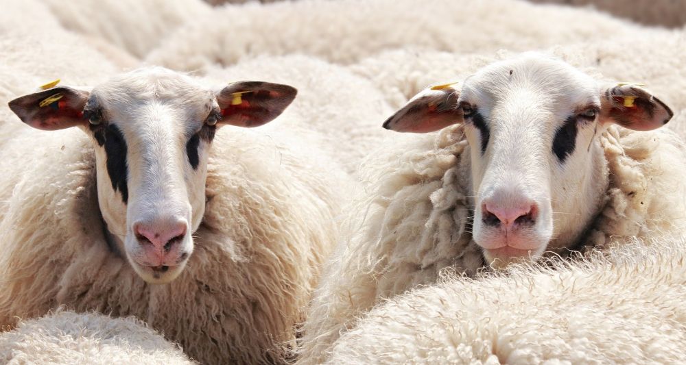 Stop Shopping Wool Fabrics Vegan sheep