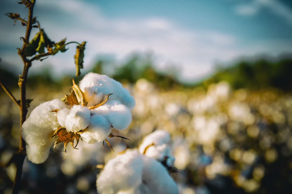 The Truth About Organic Cotton and Bio Textile