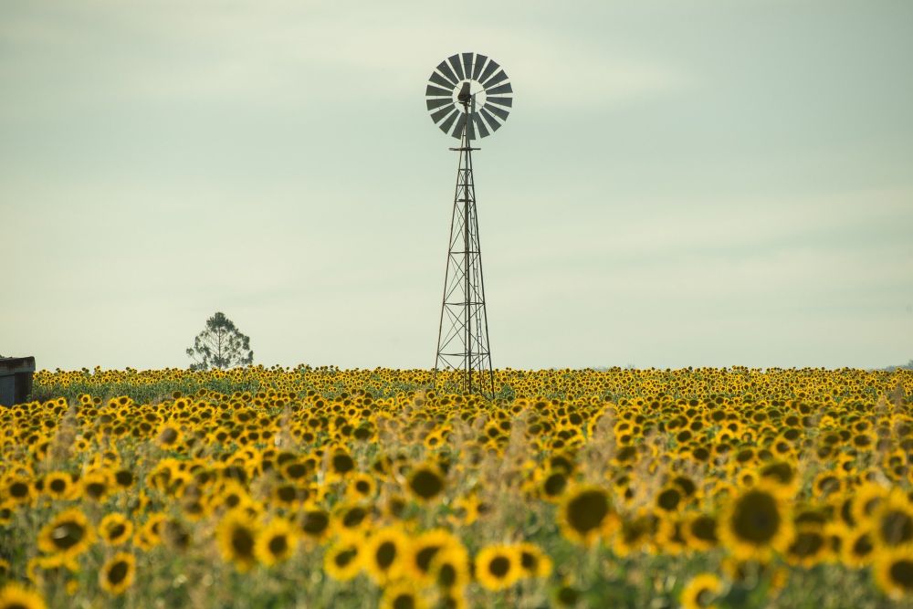 sunflower field