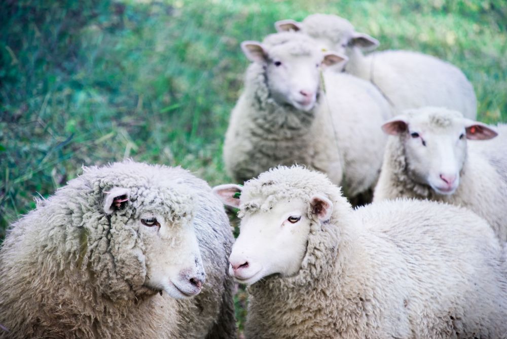 Sheep Wool Crowded