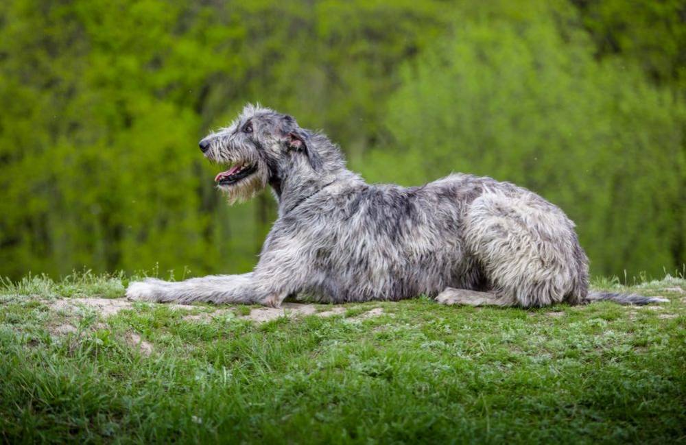 wolfhound and elk