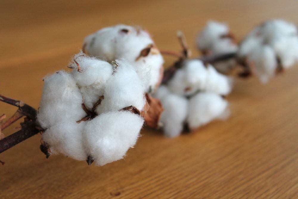 Organic Cotton vs Regular Cotton: What's the Difference?