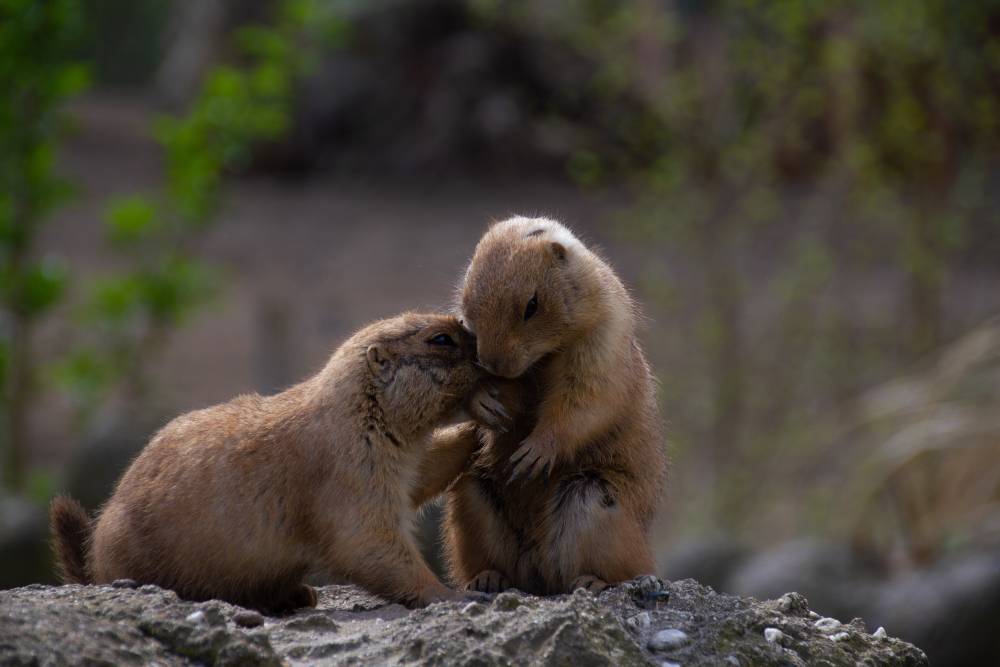 beaver