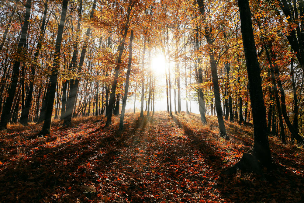 Season of Birth: How Your Elemental Nature Shifts with the Seasons