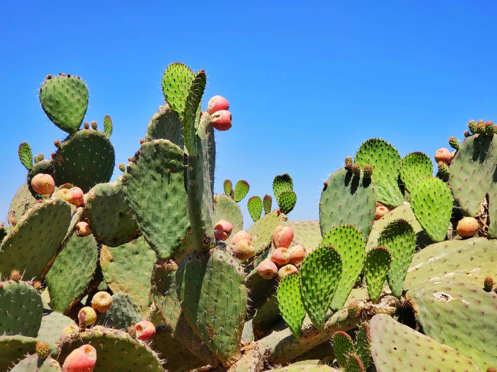 nopal cactus