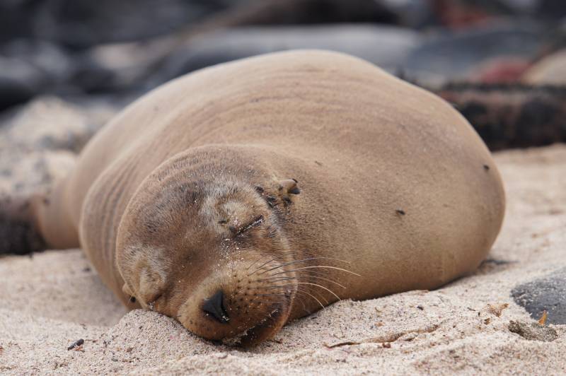 endangered seal sleep