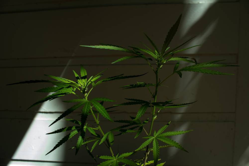 hemp plant