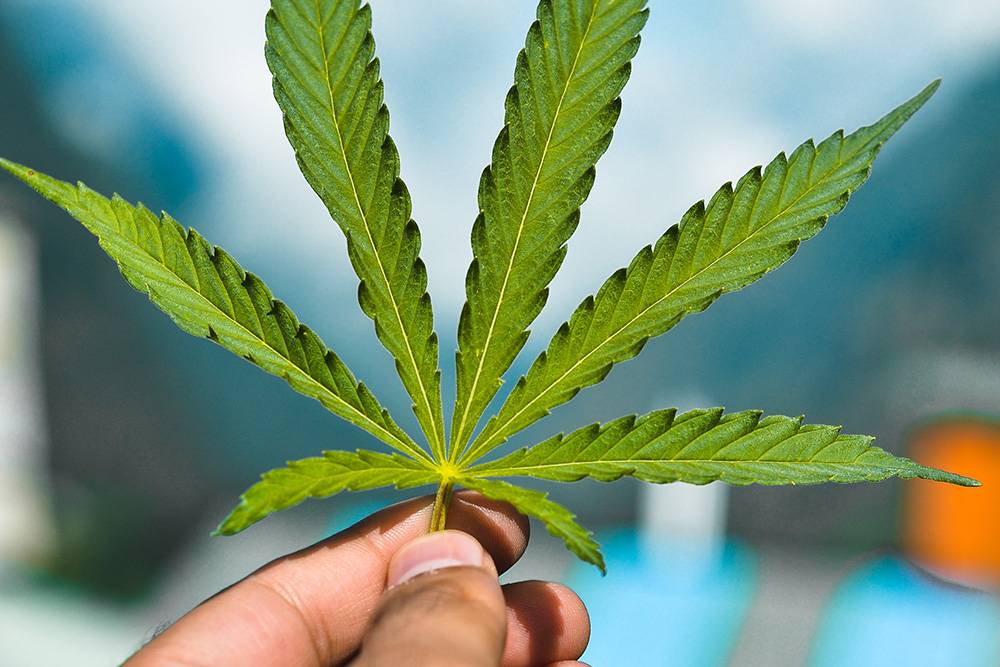 Is Hemp Stronger Than Jute Panaprium