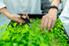 How to Become a Herbalist Without a Degree - 10 EASY Methods
