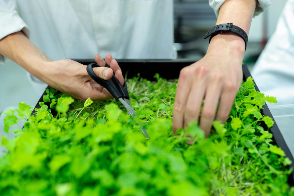 How to Make Money as an Herbalist from Home