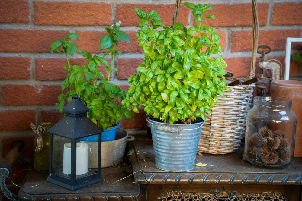 Which Herbs Should Not Be Planted Together? Complete Guide