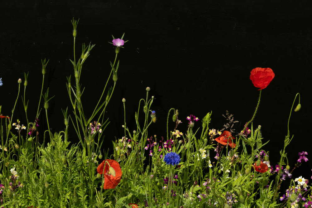 Wildcrafting Herbs List: 20 Powerful Plants to Harvest Responsibly