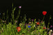Wildcrafting Herbs List: 20 Powerful Plants to Harvest Responsibly
