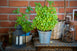 When Can I Plant Herbs Outside in Pots? Complete Seasonal Guide