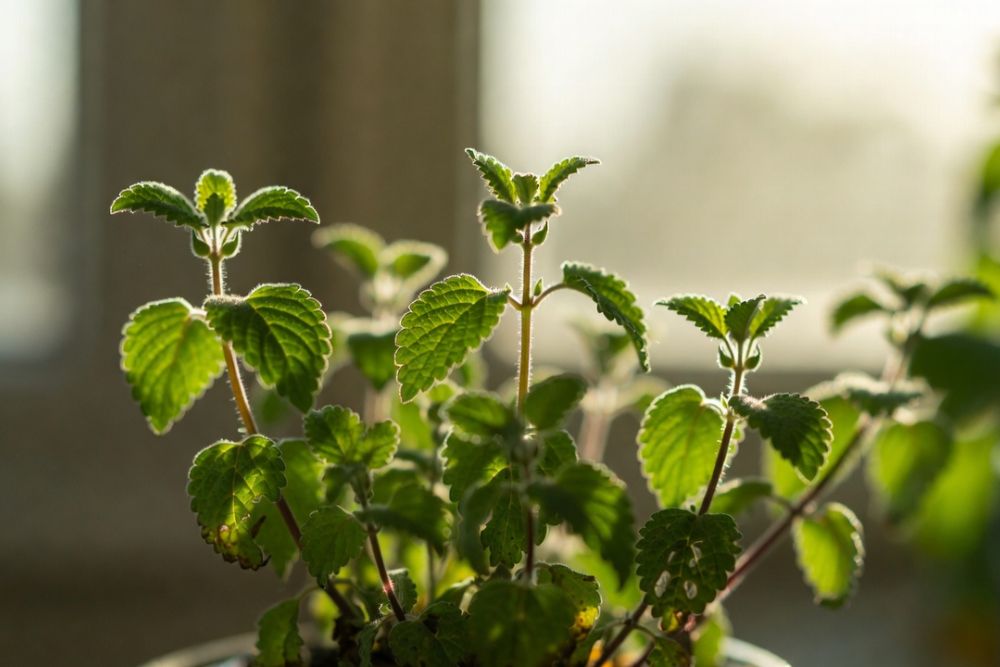 how to grow lemon balm indoors