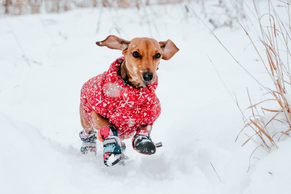 dress dog winter outfits