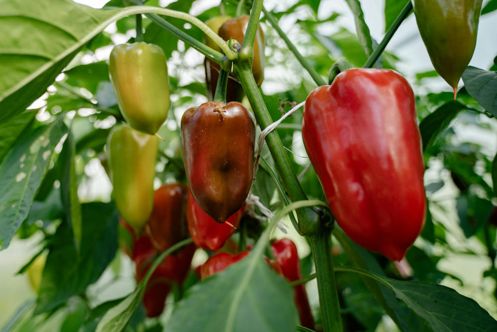 When to Start Pepper Seeds Indoors in Zone 5: Complete Guide