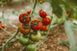 When to Start Tomato Seeds Indoors in Zone 5b: Complete Guide