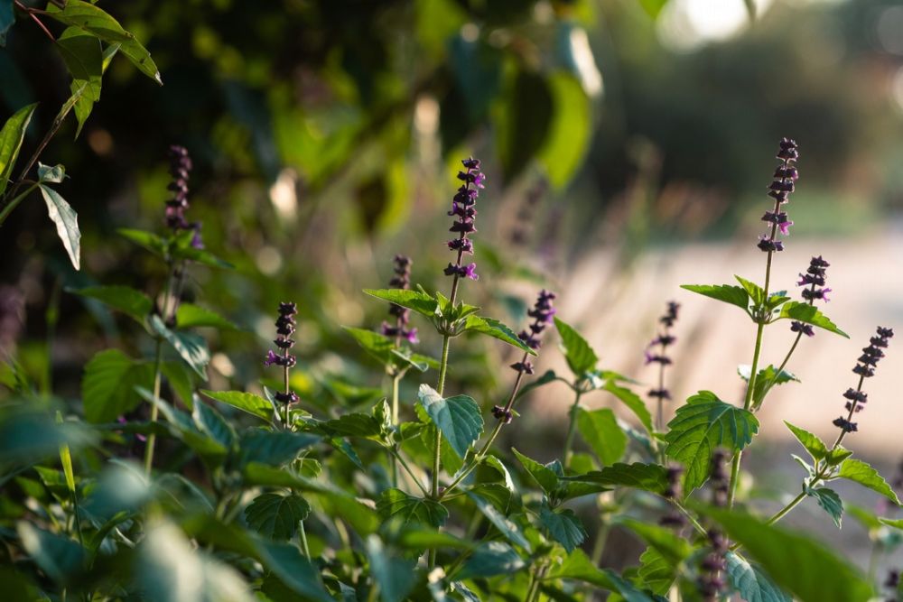 tulsi holy basil benefits and uses